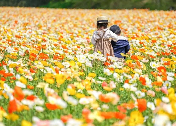 Spring Flowers and Colorful Events Around Tokyo in 2025 – Perfect for Your April and May Itinerary