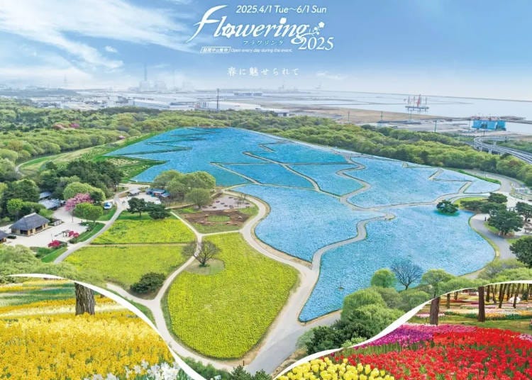1. “Flowering2025” at Hitachi Seaside Park (Ibaraki)
