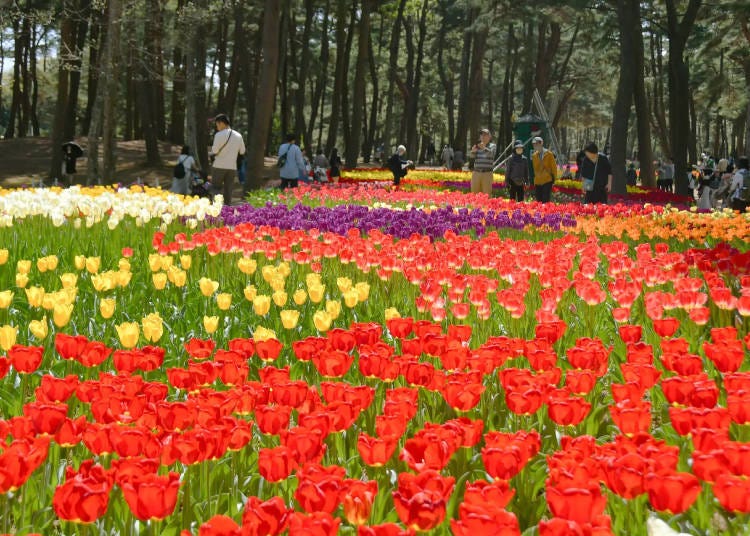 Tulips, photographed on April 16, 2024. (Image: Hitachi Seaside Park)