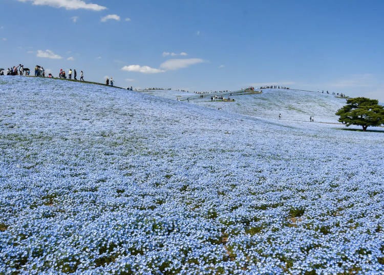 Nemophila, photographed on April 16, 2024. (Image: Hitachi Seaside Park)