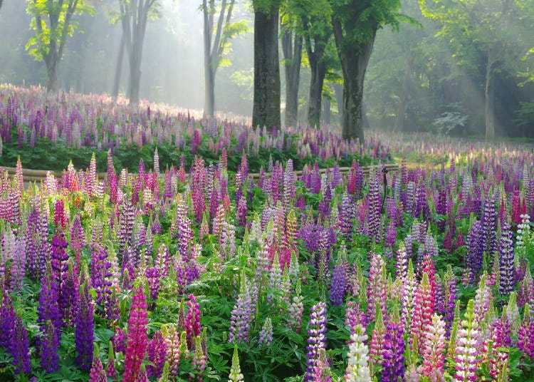 Lupinus. Image: Musashi-Kyuryo National Government Park