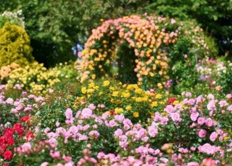 Image: Keisei Rose Garden