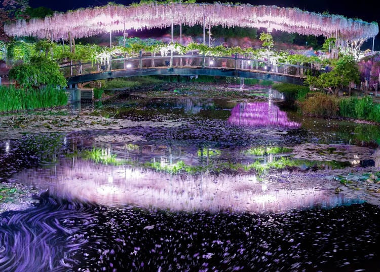 图片:足利花卉公园