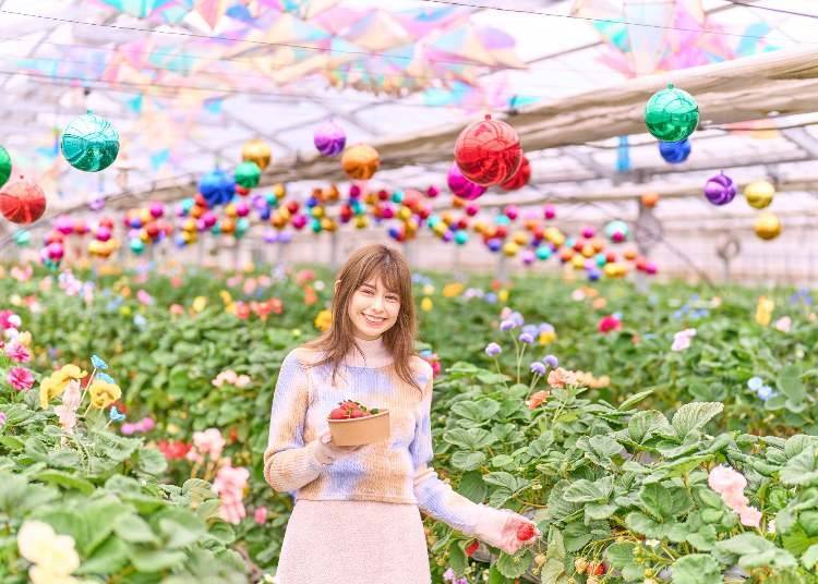 图片:京成玫瑰园