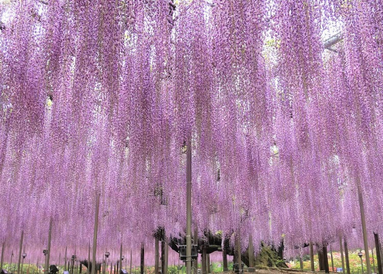 大藤花。(圖片來源:Ashikaga Flower Park/足利花卉公園)