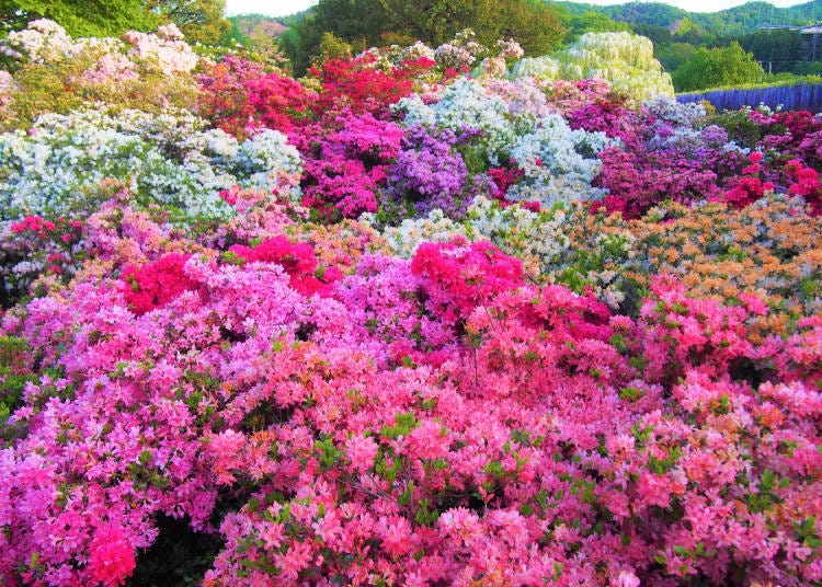 杜鵑花。(圖片來源:Ashikaga Flower Park/足利花卉公園)