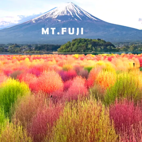 Mount Fuji Flower Viewing Popular One-Day Tour
Image source: Klook