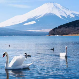 Mt. Fuji 1-Day Tour: Six Iconic Photo Spots with English Guide
Image source: KKday