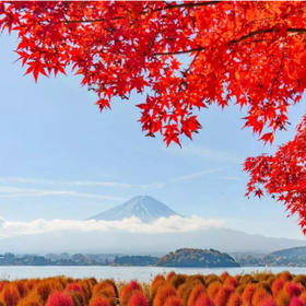 Mt. Fuji 5th Station Maple Foliage Viewing Day Tour｜5th Station, Oshino Hakkai/Maple Corridor at Lake Kawaguchi
Image source: KKday