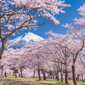 東京出發：富士山五合目、空中纜車 & 水果採摘忍野八海一日遊
圖片來源：Klook