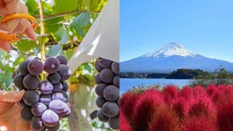 도쿄 출발 후지산 투어: 과일 따기, 온천 & 로프웨이 체험!