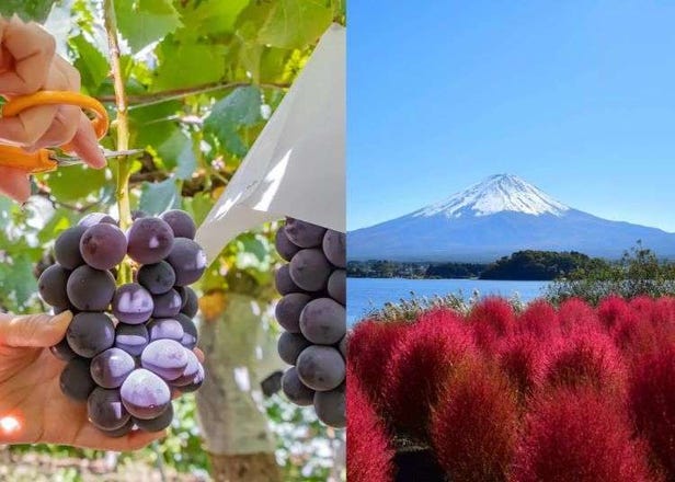 富士山観光は体験で選ぶ！旬の果物狩り・温泉・絶景乗り物ツアー特集
