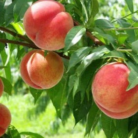 Seasonal Mt. Fuji Scenic Views, Fruit Picking and Ropeway Ride！
Image sourse：KKday