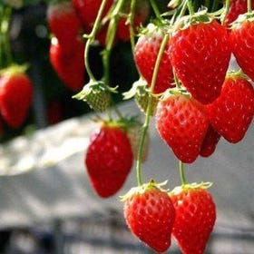 Mt. FujiViews, Fruit Picking and Ropeway Experience Day Tour
Image sourse：Viator