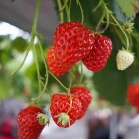 [Mt. Fuji Bus Day Tour] Mount Fuji Shibazakura Festival, Fuji Fruit Land All-You-Can-Eat Fresh and Sweet Strawberries
Image sourse：KKday