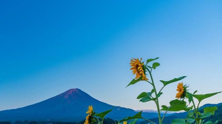 富士山観光は体験で選ぶ！旬の果物狩り・温泉・絶景乗り物ツアー特集