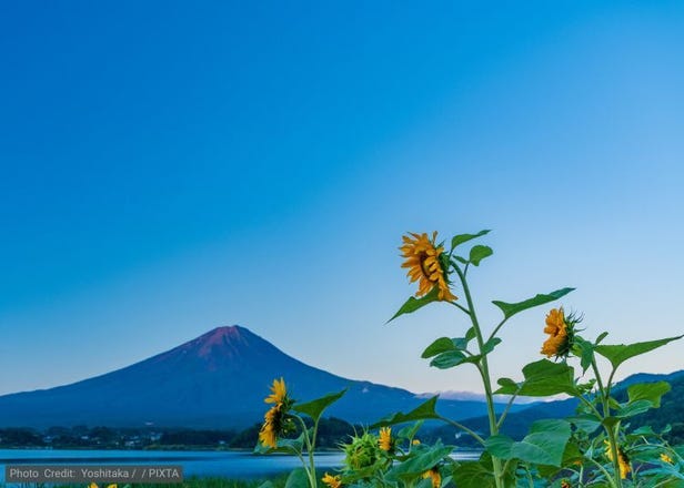 富士山観光は体験で選ぶ！旬の果物狩り・温泉・絶景乗り物ツアー特集