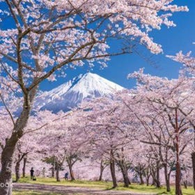 河口湖・富士山花まつりツアー（新宿発 / 富士山パノラマロープウェイ付き）
画像：Klook