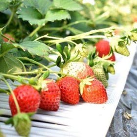 山梨県産有機イチゴの食べ放題
画像：Viator