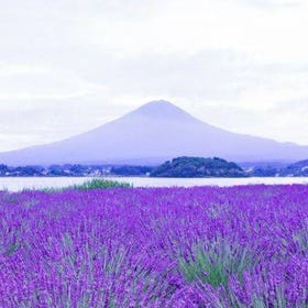 高級版 富士山河口湖 絶景日帰りツアー！豪華バスで巡る絶景撮影スポット！黒毛和牛 神戸牛しゃぶしゃぶ鍋付き
画像：Klook