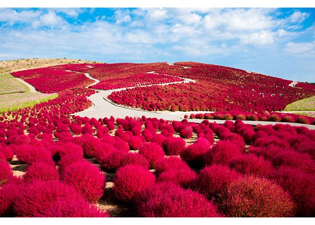 Just 2 Hours from Tokyo! Enjoy Ibaraki’s Breathtaking Ocean Views, Flowers & Autumn Leaves on Private Tours