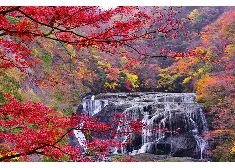 Just 2 Hours from Tokyo! Enjoy Ibaraki’s Breathtaking Ocean Views, Flowers & Autumn Leaves on Private Tours