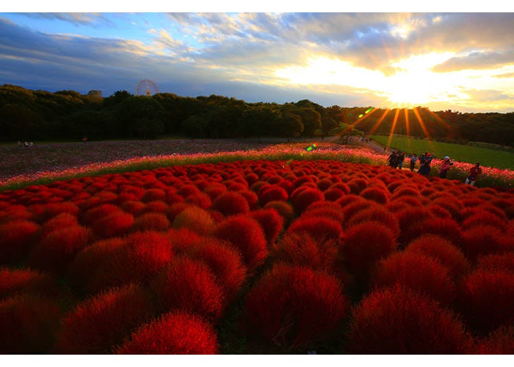 Only 2 Hours from Tokyo: Discover Ibaraki’s Blend of Nature and Tradition