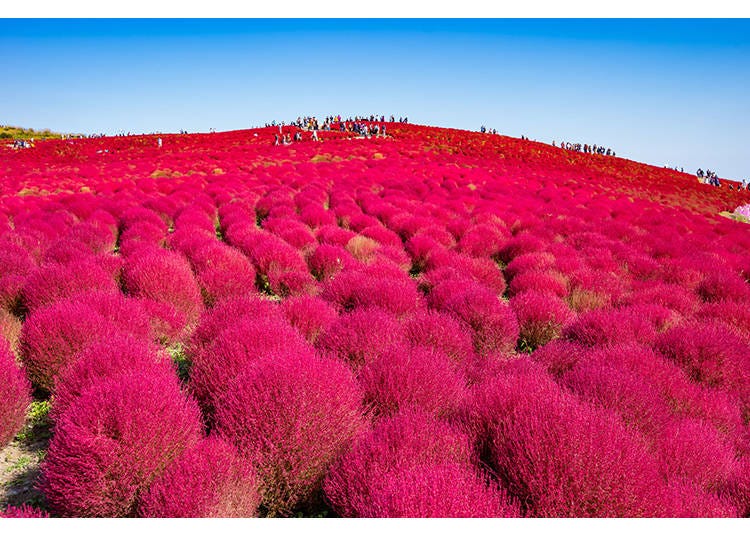Image courtesy of PIXTA