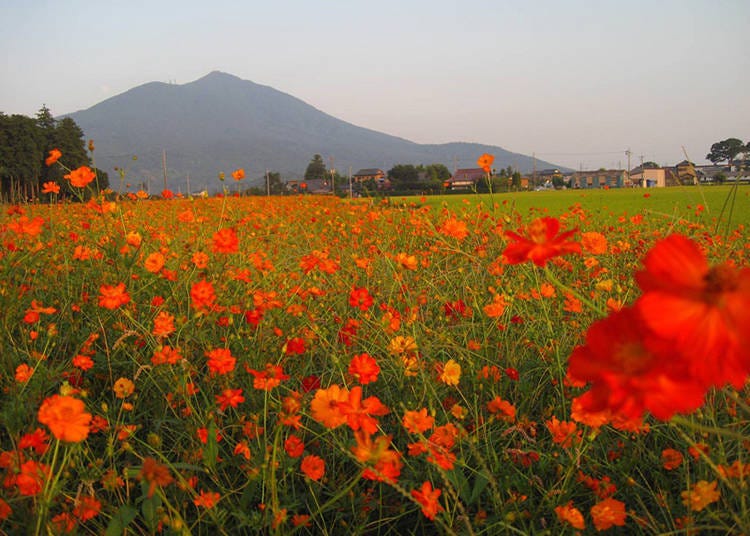 Private tours from Tokyo: the best way to experience Ibaraki Prefecture’s nature, cuisine, and spiritual sites!