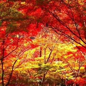 Osaka｜Arima Autumn Leaves Day Trip with Minoo Park, Katsuo-ji & Zuihō-ji Park
Details & Bookings ▶
Photo: KKday