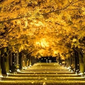 Tokyo Autumn Foliage Tour｜Mt. Takao, Showa Memorial Park & Yomiuriland Lights
Details & Bookings ▶
Photo: KKday