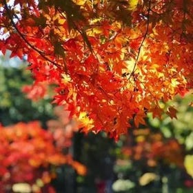 Nagoya Autumn Tour｜Eiho-ji Temple, Korankei Maple Valley & Shikizakura Blossoms
Details & Bookings ▶
Photo: KKday