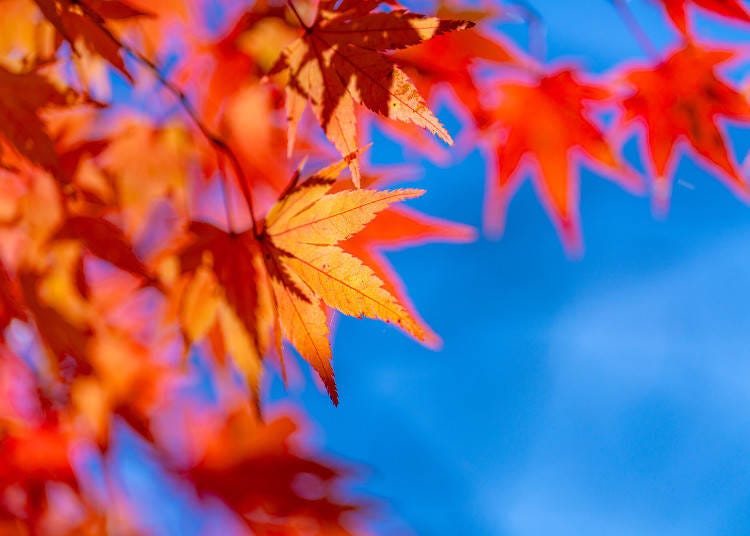 照片來源：PIXTA