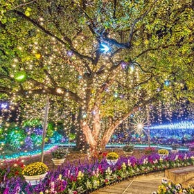 Ashikaga Flower Park Illumination & All-You-Can-Eat Crab Lunch
Photo: Klook