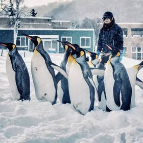 Hokkaido Winter One-Day Tour: Asahiyama Zoo, Biei, Ningle Terrace and Snowmobile Option (English Guide/From Sapporo)
Photo: Klook