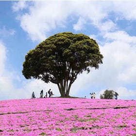 母親牧場 & 三井OUTLET PARK 木更津自然 & 購物體驗一日遊
圖片來源:Klook