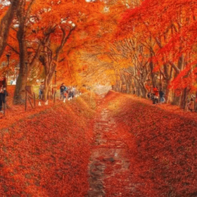 Maple Corridor Illumination Night Tour