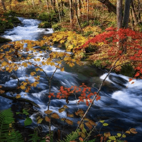 Oirase Stream Autumn Foliage Walking Tour