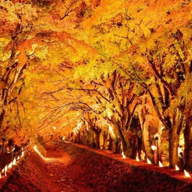Maple Corridor Illumination Night Tour
Image source: KKday
from JPY 7,800