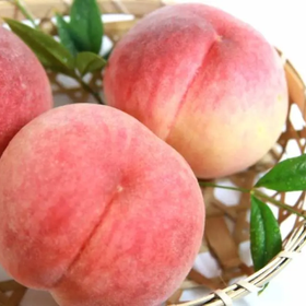 Mount Fuji Fruit Picking Day Trip
Image source: KKday
from JPY 10,000