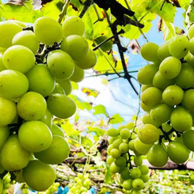 후지산 5합목, 나루사와 빙동, 샤인머스캣 무제한 시식 1일 버스 투어
이미지 출처: KKday
from JPY 7,200