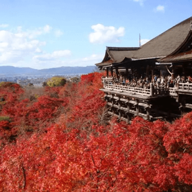 清水寺周邊楓紅漫步之旅