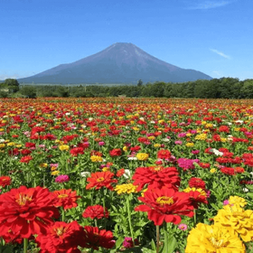 山梨麝香葡萄吃到飽＆富士山一日遊