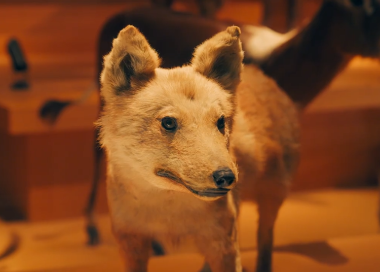 One of the four taxidermy specimens of a Japanese wolf in Japan