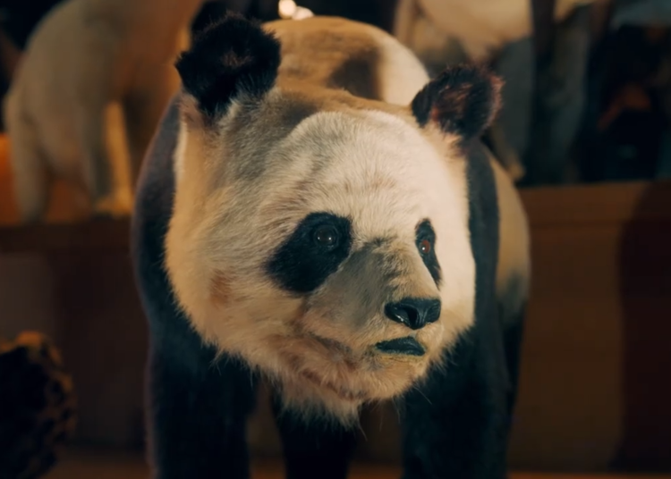 地球館3階のジャイアントパンダは上野動物園で飼育されていたフェイフェイとトントンを展示