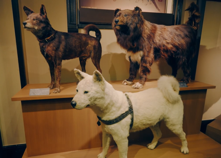 忠犬八公以及因《南極物語》聞名的次郎標本，展示於日本館2樓的「日本人與自然」展區