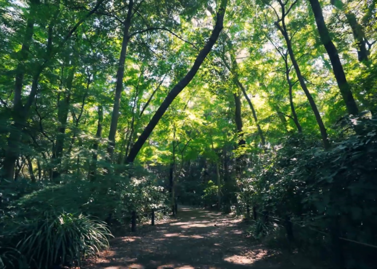 A special forest, filled with history