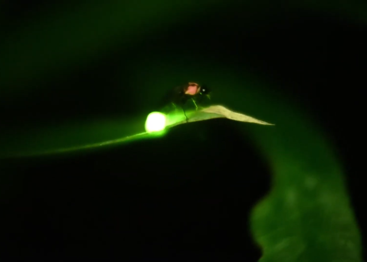 Photo: Institute for Nature Study