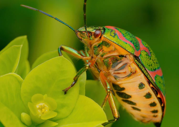 Photo: Institute for Nature Study