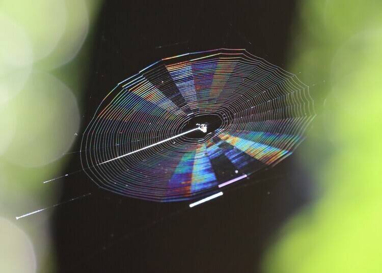 Photo: Institute for Nature Study